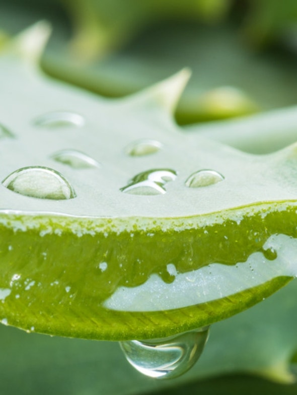 Aloe - La pianta dai mille utilizzi